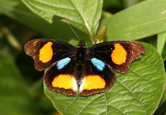 Junonia westermanni male UPS